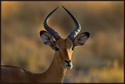 Impala