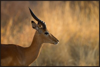 Impala