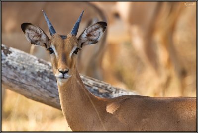 Impala