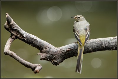 Bergeronnette des Ruisseaux