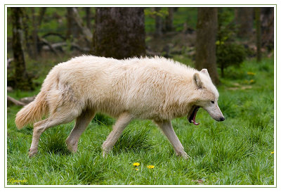 Loup blanc 2