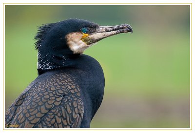 Grand Cormoran 1