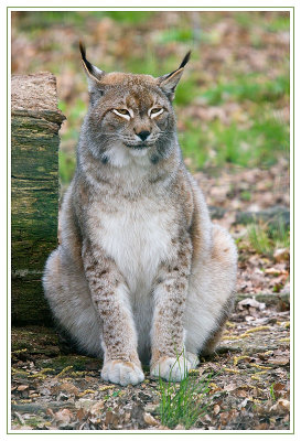 Lynx 2