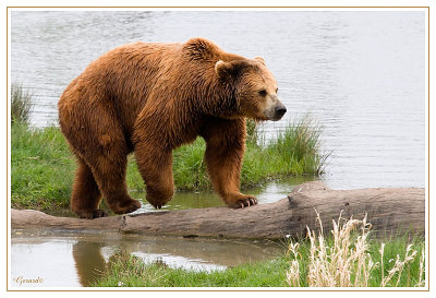 Ours 1