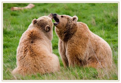 Ours 3