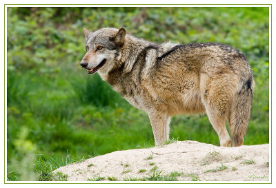Loup 1