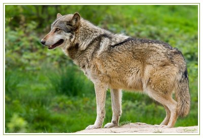 Loup 2