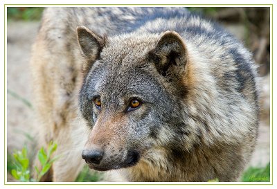 Loup 3
