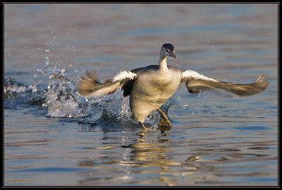 Grbe en marche sur l'eau 1b