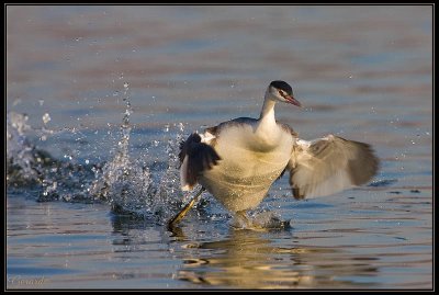 Grbe en marche sur l'eau 1c