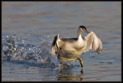 Grbe en marche sur l'eau 1d