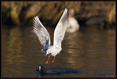 Mouette attaque 1a