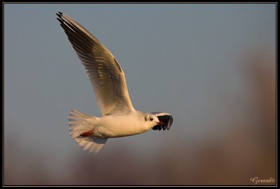 Mouette en vol 3