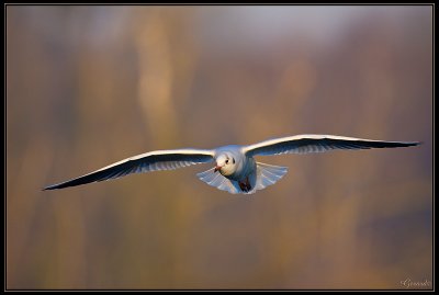 Mouette en vol 6