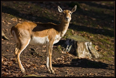 Antilope cervicapre 03