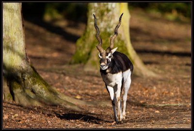 Antilope cervicapre 04