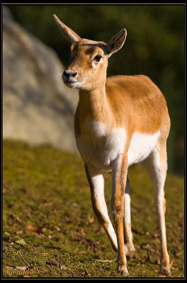 Antilope cervicapre 06