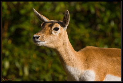 Antilope cervicapre 07