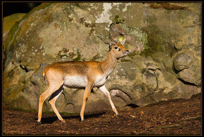 Antilope cervicapre 09