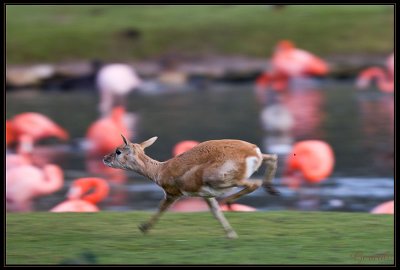 Antilope cervicapre 10