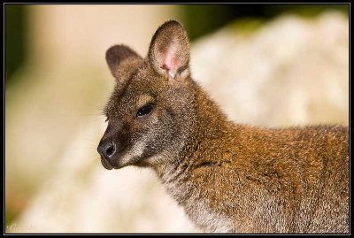 Wallaby 01