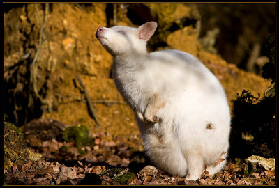 Wallaby albinos