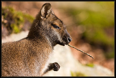 Wallaby 09