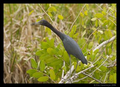 CRW_2079.jpg