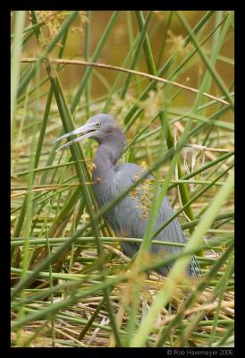 CRW_2088.jpg