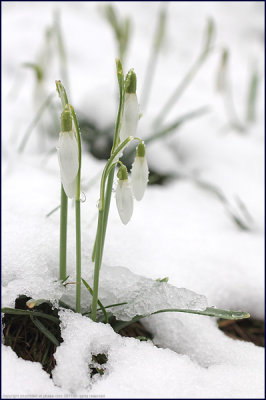 Snowdrop - galanthus nivalis (2)