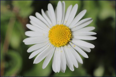Common daisy - bellis perennis