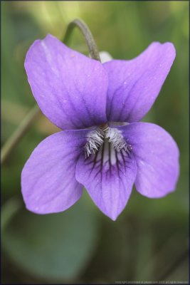 Common dog-violet - viola riviniana