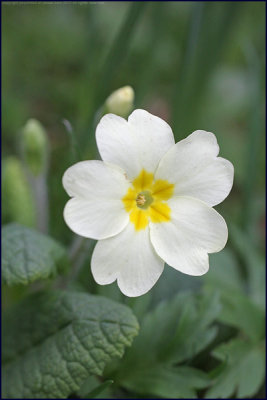 Common primrose - Primula vulgaris