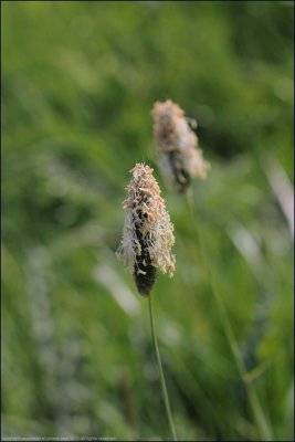 Meadow foxtail - alopecurus pratensis