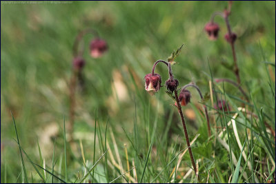Water avens - geum rivale