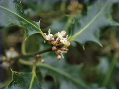 Holly - ilex aquifolium