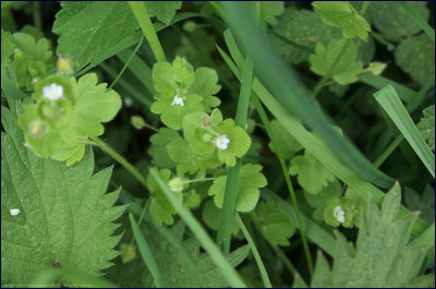 Ivy-leafed speedwell - veronica hederifolia