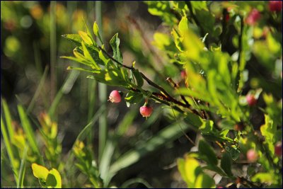Bilberry - Vaccinium myrtillus