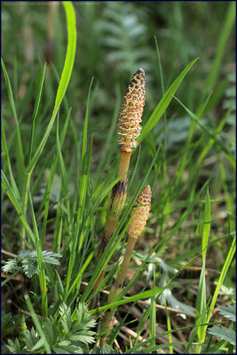 Field horsetail - Equisetum arvense