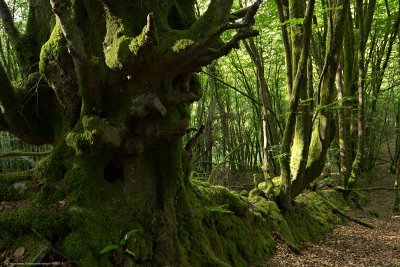 Woods near Gunnislake Clitters Mine, North Dimson