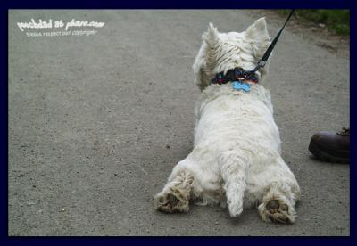 hairy paws