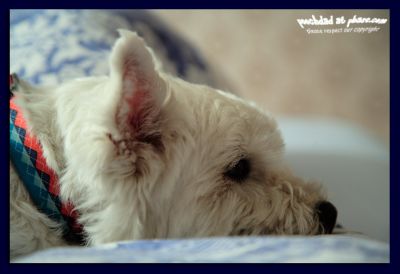 story 3: pooch on holiday on Skye 2006