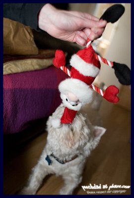 story 10 - when Pooch met Santa
