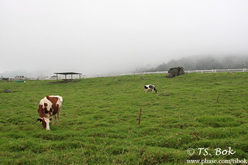 Dairy farm in Kundasang.jpg