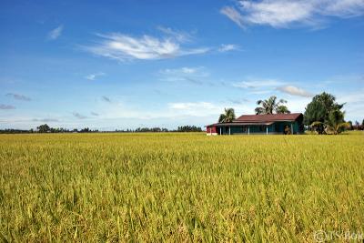 Paddy Field.jpg