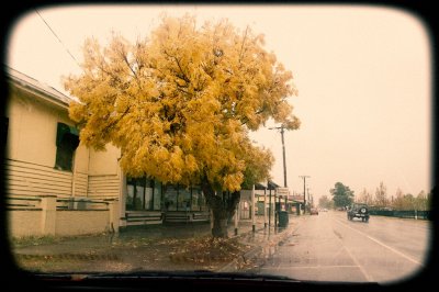 Avoca Yellow Tree