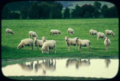 Reflectorised Sheep