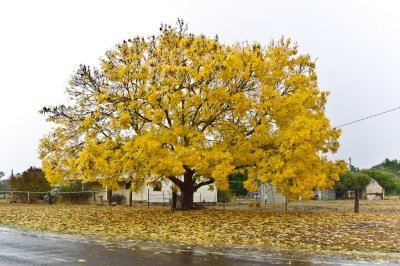 Yellow Tree in Rain