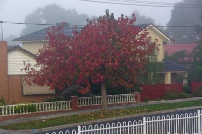 Foggy and Red