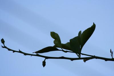 New growth on a Lemon tree